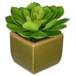 House of Silk Flowers, Inc. - Artificial Green Echevaria Succulent in Olive Green Ceramic Vase - This contemporary artificial echevaria succulent is handcrafted by House of Silk Flowers. This plant will complement any decor, whether in your home or at the office. Professionally-arranged artificial succulent plant is securely potted in an olive green ceramic vase (5" tall x 5 1/2" x 5 1/2"). It is arranged for 360-degree viewing. The overall dimensions are measured leaf tip to leaf tip, bottom of planter to tallest leaf tip: 8" tall x 8" diameter. Measurements are approximate, and will be determined by your final shaping of the plant upon unpacking it. No arranging is necessary, only minor shaping, with the way in which we package and ship our products. This item is only recommended for indoor use.