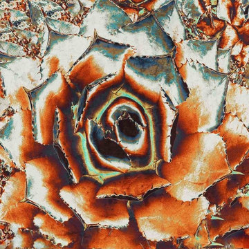 Succulents and Tropical Canvas Art by Irena Orlov