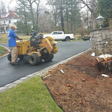 Tree Removal