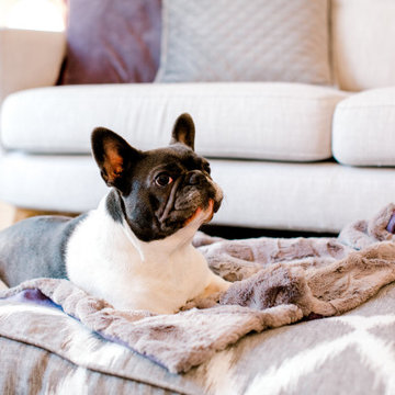 Pippa & Company Luxury Mattress Dog Beds