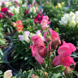 Current Featured Plants - Products