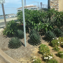 Landscape & Outdoor Patio Stuff