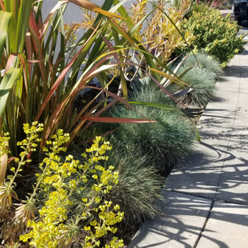 Mediterranean Courtyard- Lawn Removal Project