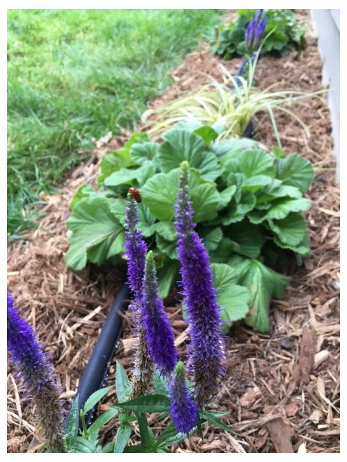 What is eating my Royal Candles Speedwell?
