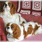Charmed Onz Cavaliers's photo