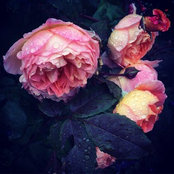 Foto von Iona Hoyle