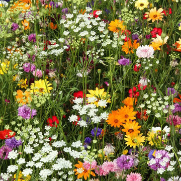 Annual Meadow Seed Mixes