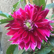 Foto von Happy Gardener