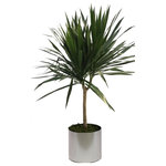 Scape Supply - Live 4' Tarzan Standered Package, Chrome - The Tarzan standard package includes a 4 foot Dracaena Tarzan grown with one main branch and a bushy top making a great tree looking option.  The Tarzan is similar to a Marginata with thin spikey leaves and a woody trunk.  They do great with low water and like a medium lit area.  They are easy to maintain and care for and extremely tolerant to a  non plant person.  The package includes our commercial grade planter in a color of your choice, deep dish saucer, and moss covering. The Tarzan lends a nice addition to a modern or southwest interior design style.  The bush top helps to give it some volume and fills a space similar to a medium sized tree.   The live tropical plant will arrive cleaned and ready for display in its' new home.