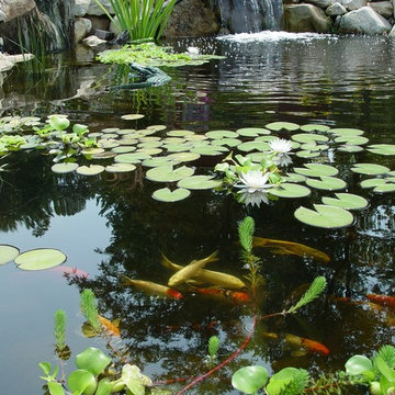 Water Gardens