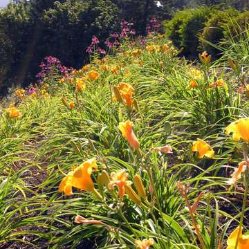 Hillside Perennial Garden