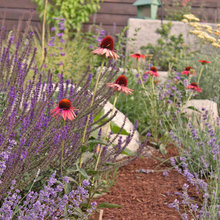 Pollinator Garden