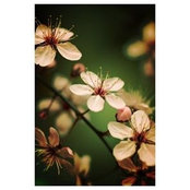 Eleonora Elenkova's photo