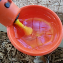 Automatic Gravity Fed Rainwater Harvesting Chicken Watering System - Products