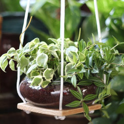 Jungle Bowl : Peperomia Duo (Beetle + Obtusifolia Variegata) - Plants