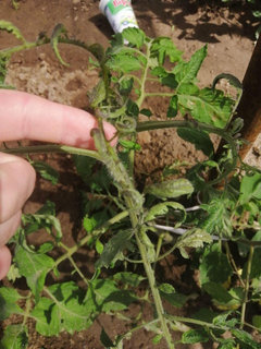 Why Are Tomato Leaves Turning Yellow And Brown - How To Fix Yellow Leaves On Tomato Plants