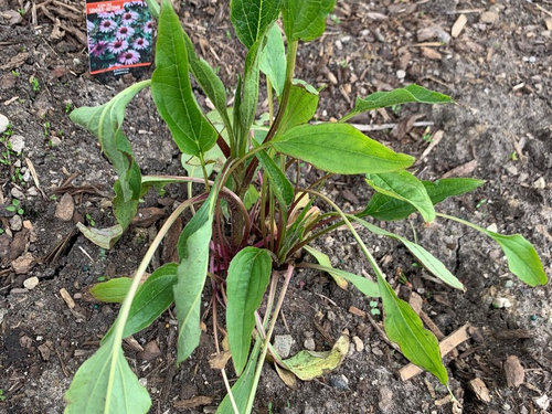 transplanting purple coneflower transplanting purple coneflower