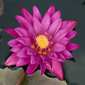 Liz McNair's photo