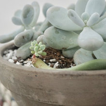 My plants