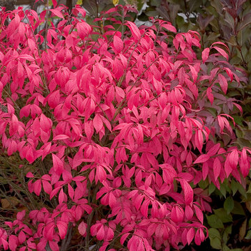 Unforgettable Fire® Burning Bush