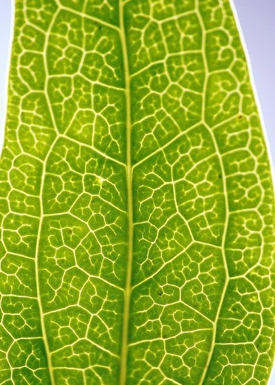 Сад by Laara Copley-Smith Garden & Landscape Design