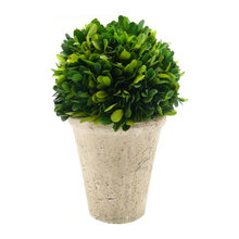 plants/ floral