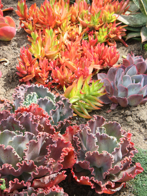 Succulent gardens