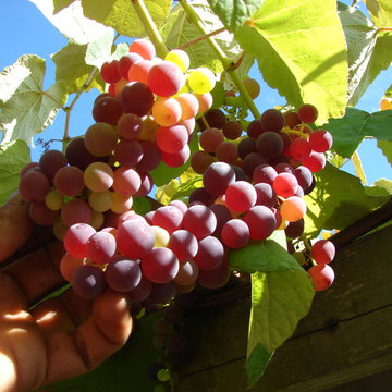 Permaculture/Farms