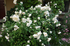 HAPPY SPRING! Here is a pic of a corner of my garden before the deluge ...