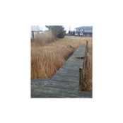 pete scanlon's photo