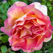 Kimberly zone 10 so cal's photo
