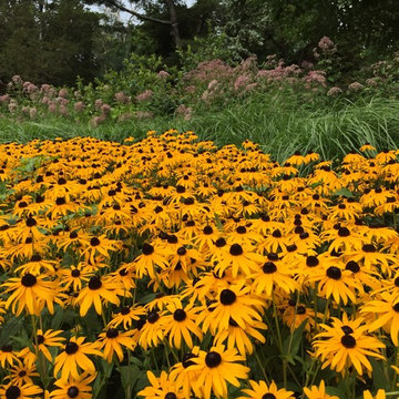 Blackeyed Susan and Joe Pye Weed Planting