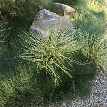 Palo Alto garden