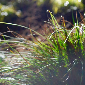 A Garden That Celebrates Light