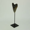 Mounted Giant Megalodon Shark Tooth Fossil Sculpture