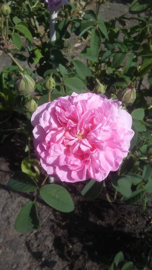 Original Damask Rose from Middle East