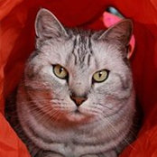 Foto von Pigor Cat