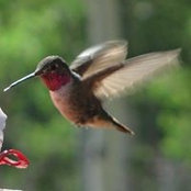 Foto de Lisa Ediger
