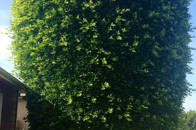 Design ideas for a traditional landscaping in San Diego.