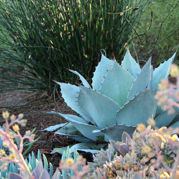 Dry Garden, Palos Verdes, CA