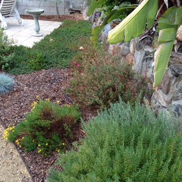 Drought Tolerant Landscape