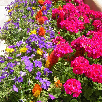Flower Pots