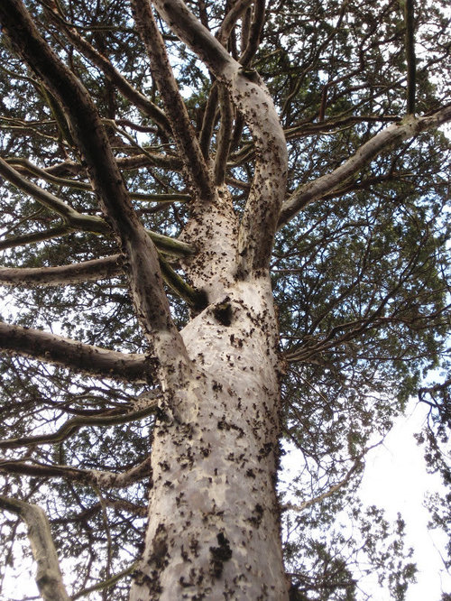 Cupressus Guadalupensis Photos, Seedlings