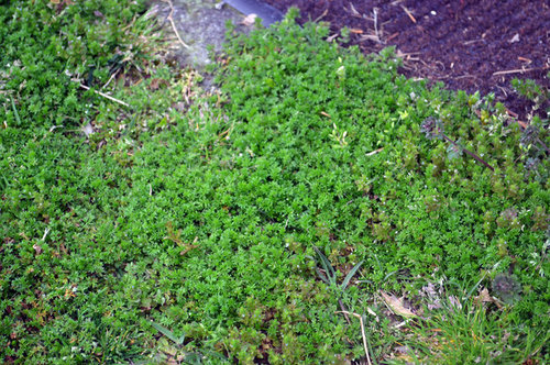 Prickly weedy groundcover