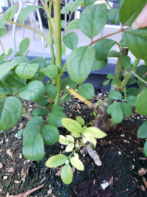 Rose cane and leaves turning yellow