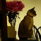 Carol Miletich's photo