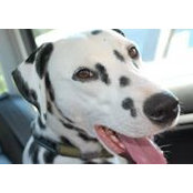 Joan Fedoruk's photo