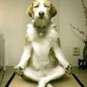 Steve Schiff's photo