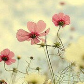 Chi Hoang's photo