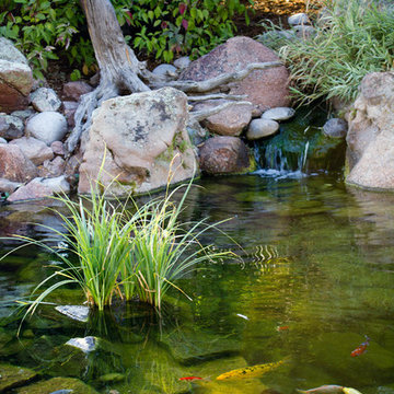 Greeley Koi Pond